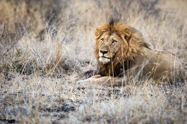 Ein männlicher Löwe, Panthera leo, liegt im trockenen braunen Gras, den Blick über die Schulter gerichtet, die dichte Mähne - MINF10465