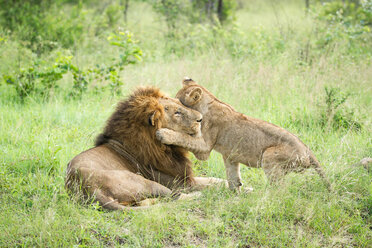 Ein männlicher Löwe, Panthera leo, liegt im grünen Gras, ein Löwenjunges schlingt beim Spielen sein Bein um den Kopf des Männchens und schaut weg - MINF10468