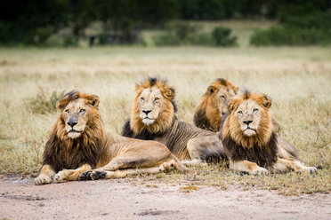 Drei männliche Löwen, Panthera leo, liegen in einer Reihe auf einer Lichtung auf dem Boden und schauen weg, ihr nasses Fell - MINF10469