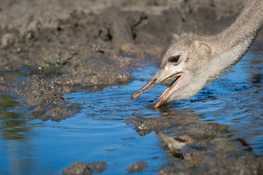 A common ostrich's head, Struthio camelus, opens its mouth while drinking water, looking away, ripples in water, long eyelashes - MINF10470