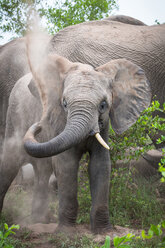 Ein Elefant, Loxodonta africana, nimmt ein Sandbad, hebt den Rüssel an und bespritzt den Rücken mit Sand, aufmerksam, ein Stoßzahn, Elefant im Hintergrund - MINF10475