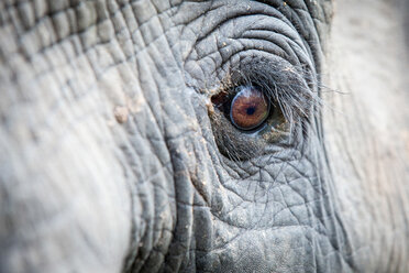Das Auge eines Elefanten, Loxodonta africana, lange Wimpern, faltige Haut, direkter Blick - MINF10476