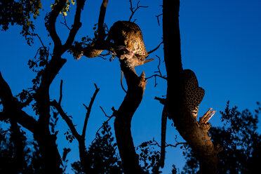 Ein Leopard, Panthera pardus, steht in einem Baum und frisst einen Kadaver, nachts, von Scheinwerfern beleuchtet, und schaut weg - MINF10482
