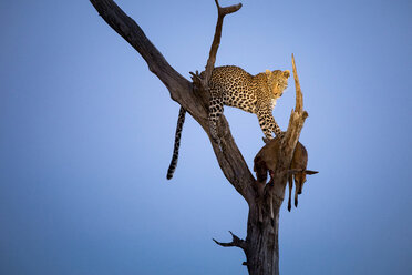 Ein Leopard, Panthera Pardus, steht in der Abenddämmerung in einem Baum und schaut weg, mit dem Kadaver eines Gemeinen Duckers, Sylvicapra grimmia - MINF10489