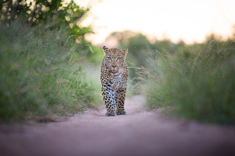 Ein Leopard, Panthera pardus, läuft auf einer Sandstraße auf die Kamera zu, direkter Blick, Ohren nach hinten gerichtet, Maul geöffnet, langes grünes Gras, lizenzfreies Stockfoto