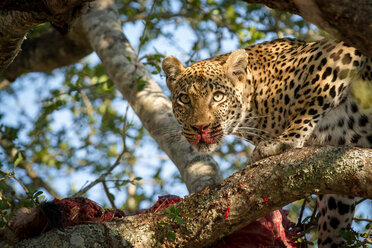 Ein Leopard, Panthera pardus, steht in einem Baum über einem Kadaver, wachsam, Blut an Nase und Schnauze, Ohren aufgestellt - MINF10493
