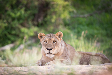 Eine Löwin, Panthera leo, liegt mit erhobenem Kopf auf dem Sand, wachsam, im Hintergrund Grünpflanzen - MINF10495