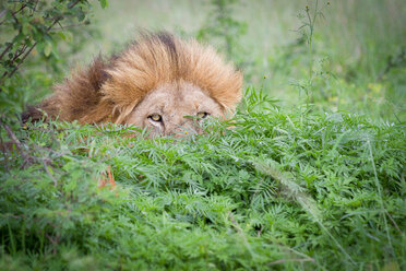 A male lion, Panthera leo, peeks up from behind a bush, yellow eyes and mane visible - MINF10496