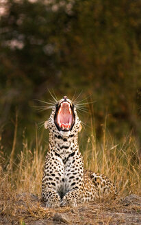 Ein Leopard, Panthera pardus, liegt im Sonnenlicht und gähnt. - MINF10500