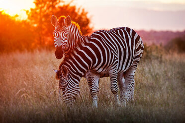 Zwei Zebras, Equus quagga, stehen in trockenem, braunem Gras im Gegenlicht bei Sonnenuntergang, eines schaut nach oben, eines grast. - MINF10509