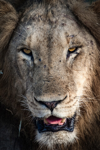 Ein männlicher Löwenkopf, Panthera leo, mit vernarbter Nase, der den Blick abwendet, mit gelben Augen, die Zunge und Zähne zeigen., lizenzfreies Stockfoto