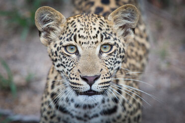Der Kopf eines Leopardenjungen, Panthera pardus, wachsam, gelb-grüne Augen, verschwommener Hintergrund, geflecktes Fell - MINF10513