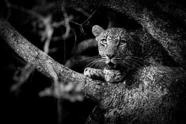 Kopf und Pfoten eines Leopardenjungen, Panthera pardus, sitzend in einem Baum in Schwarz und Weiß, der mit offenem Maul wegschaut - MINF10514