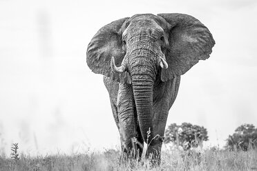 Ein Elefant, Loxodonta africana, mit wachem Blick, stehend im kurzen Gras, großen Ohren und Stoßzähnen, in Schwarz und Weiß - MINF10516