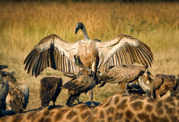 Ein Weißrückengeier, Gyps africanus, öffnet seine Flügel und landet auf einem anderen Geier, der auf einem Giraffenkadaver, Giraffa camelopardalis, steht - MINF10517