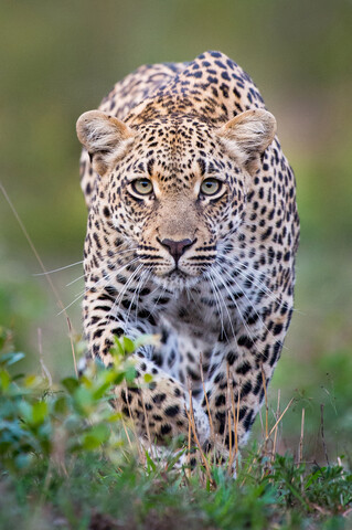 Ein aufmerksamer Leopard, Panthera pardus, geht in Anpirschhaltung auf die Kamera zu, mit großen grüngelben Augen, lizenzfreies Stockfoto