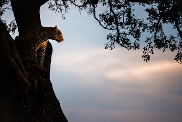 Ein Leopard, Panthera pardus, sitzt bei Sonnenuntergang in der Gabelung eines Baumes. - MINF10523