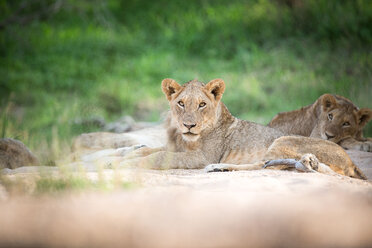 Junger Löwe, Panthera leo. - MINF10524