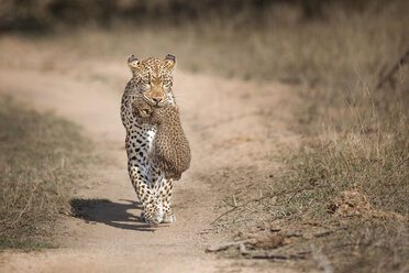 Eine Leopardenmutter, Panthera pardus, trägt ihr Junges im Maul in Richtung der Kamera, die Ohren nach hinten gerichtet, entlang eines Wildpfades. - MINF10526