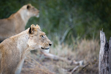 Seitenprofil einer sitzenden Löwin, Panthera leo, Ohren aufgestellt, wegschauend, Löwe im Hintergrund - MINF10531