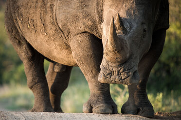 Ein Nashorn, Ceratotherium simum, steht im Sonnenlicht und blickt direkt hinein. - MINF10536