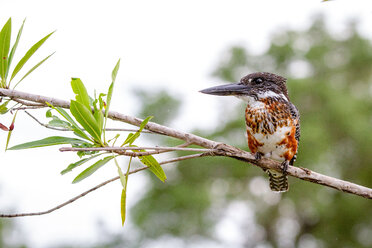 A giant kingfisher, Megaceryle maxima, stands on a branch, looking away. - MINF10546