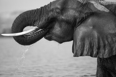 Elefant, Loxodonta africana, nasse Haut, trinkt Wasser, Rüssel zum Mund, tropfendes Wasser, Seitenprofil, in schwarz-weiß. - MINF10547
