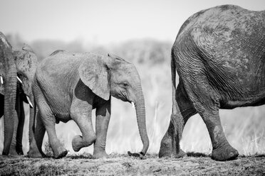 Ein Elefantenkalb, Loxodonta africana, folgt seiner Mutter - MINF10549