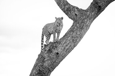Ein Leopard, Panthera pardus, steht in einem Baum und schaut in die Ferne, in Schwarz und Weiß. - MINF10550