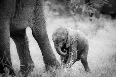 An elephant calf, Loxodonta africana, stands behind its mother's legs, curls its trunk in, in black and white. - MINF10554