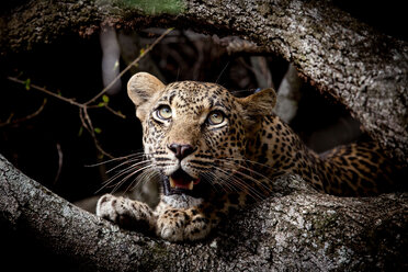 Der Kopf eines Leopardenjungen, Panthera pardus, zwischen zwei Ästen, mit offenem Maul und grün-gelben Augen, die aus dem Bild herausschauen. - MINF10555