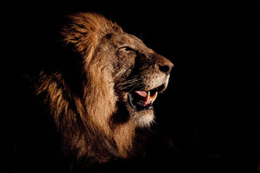 Seitenprofil eines männlichen Löwenkopfes, Panthera leo, offenes Maul, beleuchtet von Scheinwerfern, schwarzer Hintergrund. - MINF10556