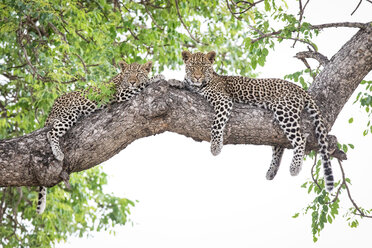 Zwei Leopardenjunge, Panthera pardus, liegen wachsam auf einem Marulabaum, Sclerocarya birrea, und haben ihre Beine über den Ast gehängt. - MINF10558