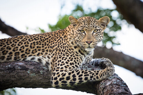 Ein Leopard, Panthera pardus, liegt wachsam auf einem Ast, im Hintergrund das Grün der Bäume - MINF10560