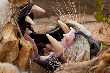 Nahaufnahme des Mauls eines Löwen, Panthera leo, mit Widerhaken an Zunge, Zähnen, Schnurrhaaren und Nase mit braunen, getrockneten Blättern - MINF10564