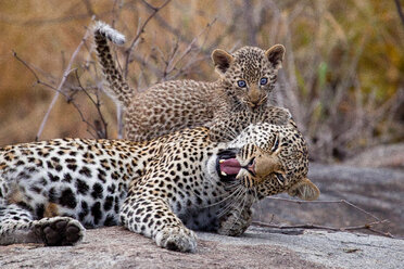 Eine Leopardenmutter, Panthera pardus, legt sich hin, die Augen geschlossen, den Mund geöffnet, während ein Junges mit blauen Augen in ihr Ohr beißt - MINF10565