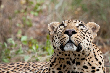 Der Kopf eines Leoparden, Panthera pardus, blickt aus dem Bild heraus, gelbe Augen, Grün im Hintergrund - MINF10566