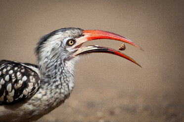 Side profile of a southern red-billed hornbill, Tockus rufirostris, beak open with seed between, looking away - MINF10567