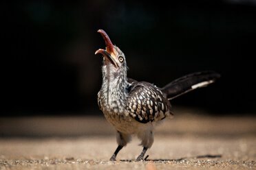 Südlicher Rotschnabel-Hornvogel, Tockus rufirostris, Kopf nach oben gerichtet, mit geöffnetem Schnabel, wegschauend, auf dem Boden stehend - MINF10568