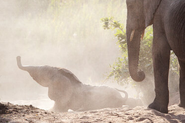 Ein Elefantenkalb fällt eine Sandbank hinunter, Loxodonta africana, Rüssel in der Luft, ein älterer Elefant steht im Vordergrund - MINF10570
