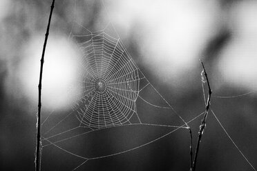 Ein Spinnennetz im Sonnenlicht mit Wassertropfen darauf in schwarz-weiß - MINF10572