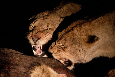 Zwei Löwinnen, Panthera leo, knurren sich gegenseitig an, während sie nachts über einem Kadaver stehen - MINF10574
