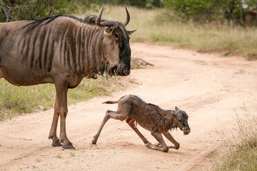 Eine Gnu-Mutter, Connochaetes taurinus, steht über ihrem neugeborenen Kalb, das auf der Straße kniet und wegschaut - MINF10576