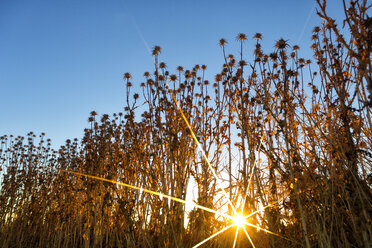 Spanien, Disteln und Knospen auf einem Feld bei Sonnenaufgang - DSGF01831