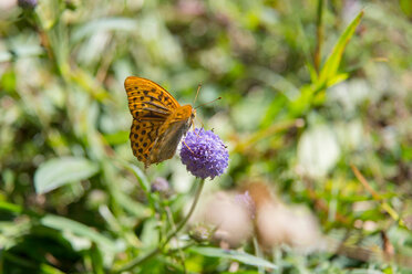 Silberweißer Perlmutterfalter (Argynnis paphia) auf violettem Blütenkopf, Nahaufnahme - CUF48663