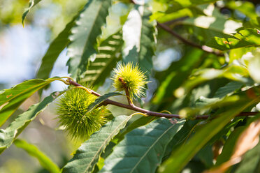 Sweet chestnut (castanea sativa), close up - CUF48664