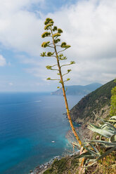 Blühende Agave an der Küste, Vernazza, Ligurien, Italien - CUF48669