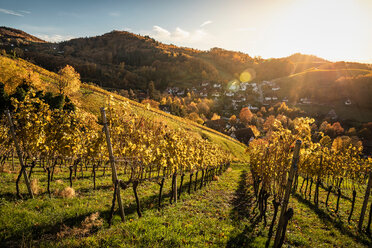 Weinberg bei Sasbachwalden, Schwarzwald, Baden-Württemberg, Deutschland - CUF48793