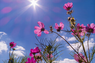 Cosmos bipinnatus gegen blauen Himmel - CUF48800