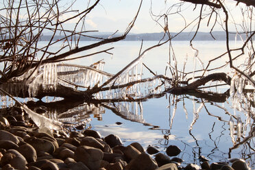 Icicles on bare branch, Lake Starnberg, Bavaria, Germany - CUF48802